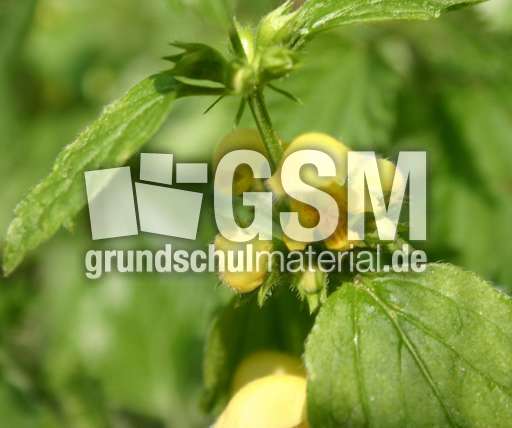 Goldnessel-4.jpg